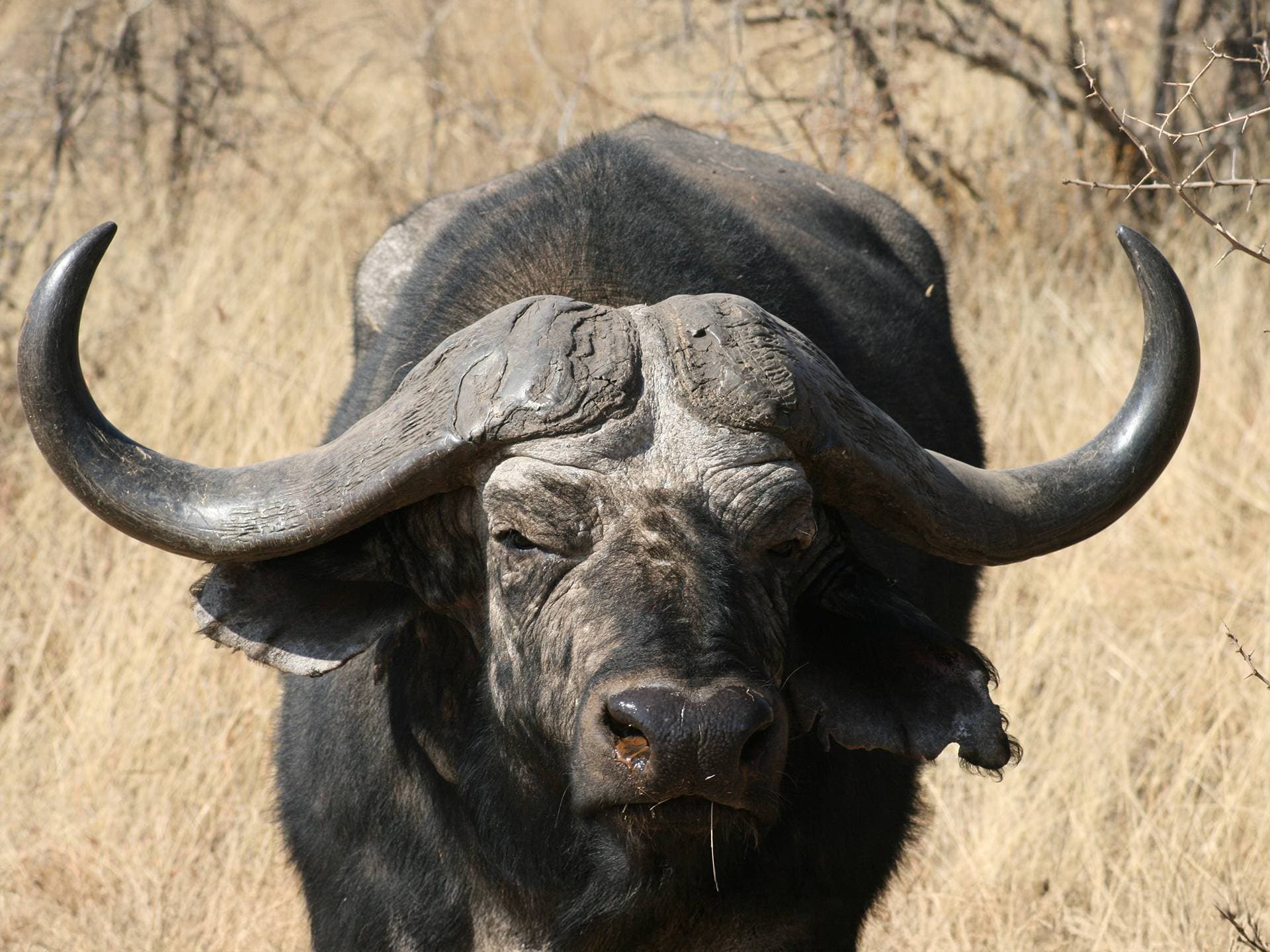 African Buffalo