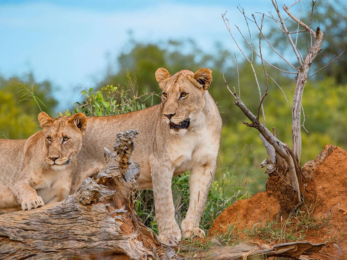 African Lions
