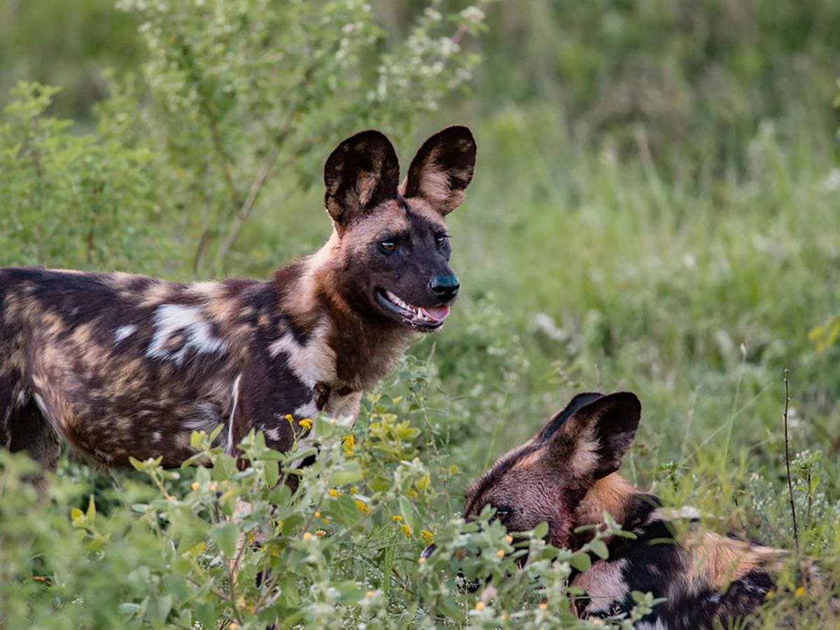 African Wild Dog