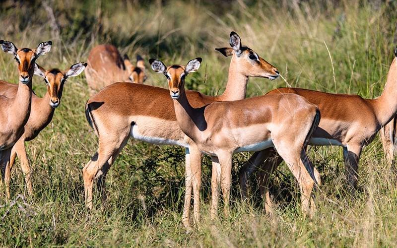What the Wild Teaches Us: 5 Lessons ahead of World Wildlife Day
