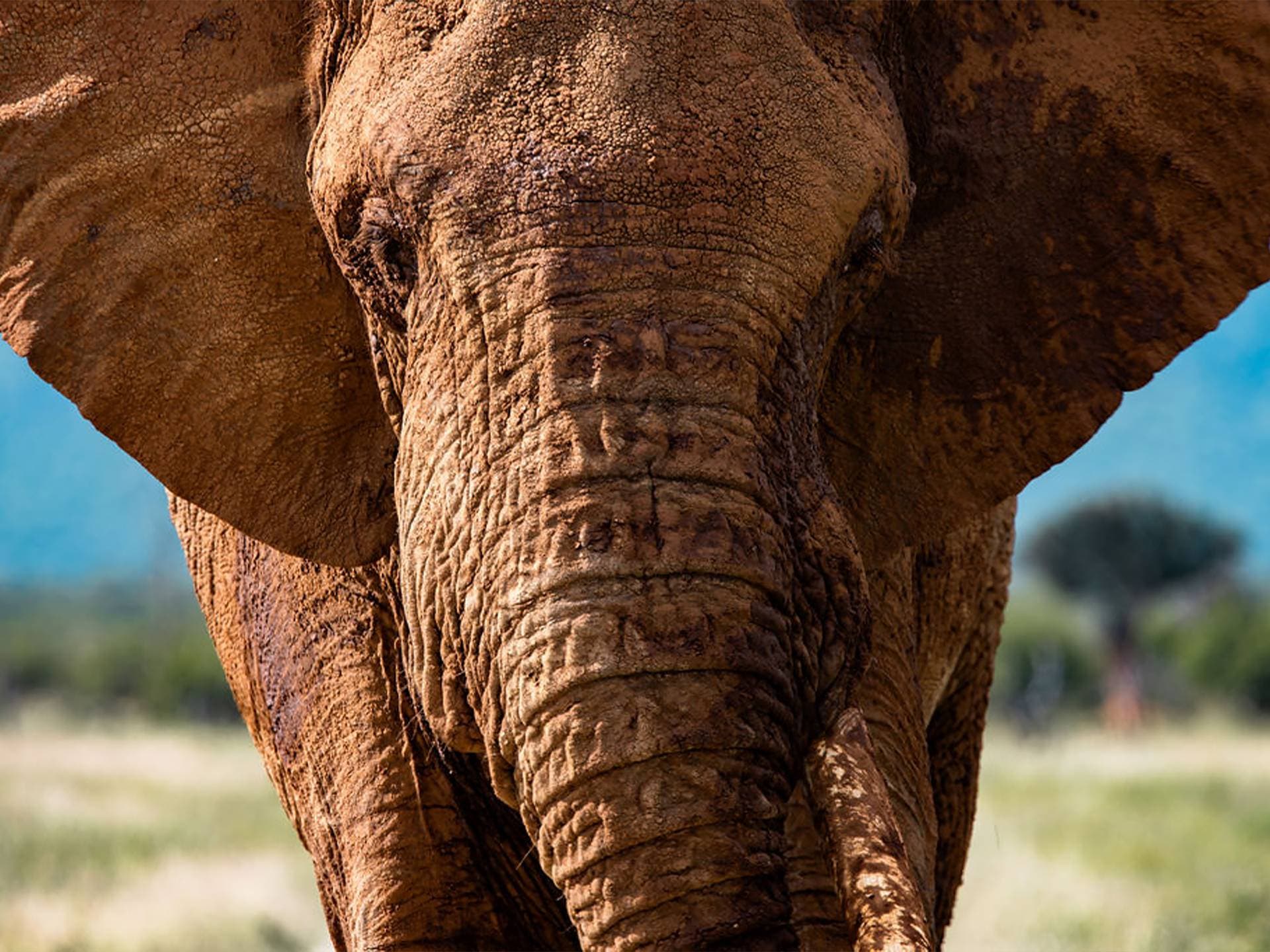 African Elephant Close Up