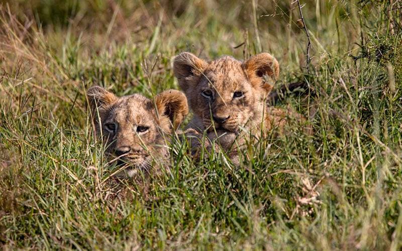 New Year, New Beginnings in the Bushveld