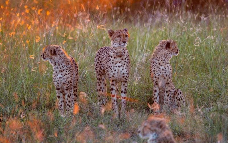 Protecting Spots: International Cheetah Day in Madikwe