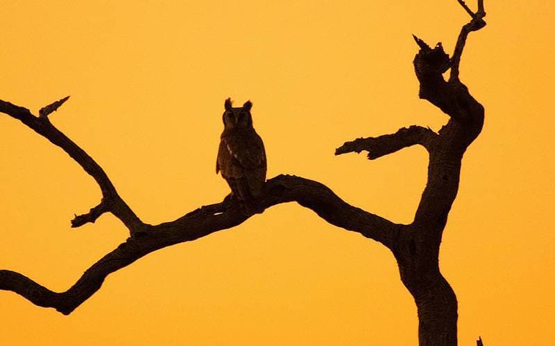 The Bushveld’s Mysterious & Misunderstood