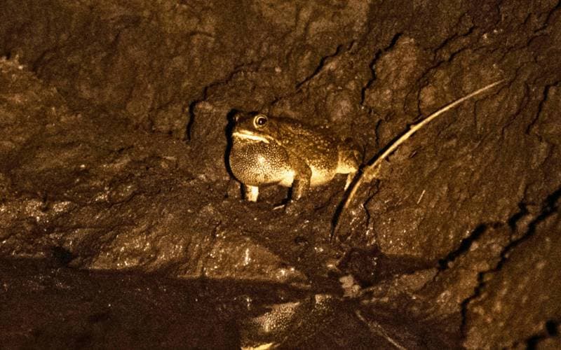 The Night Choir: Celebrating Madikwe’s Frogs for World Frog Day