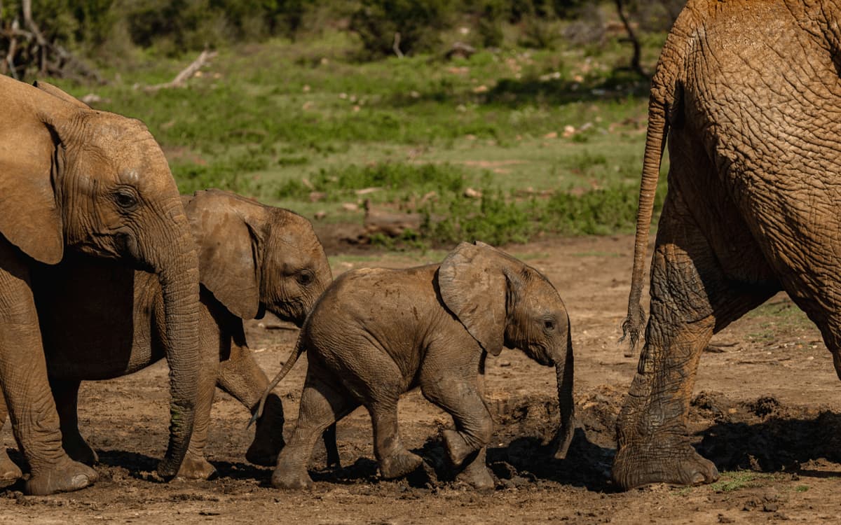 Matriarchs, Mothers & Makers of the Wild