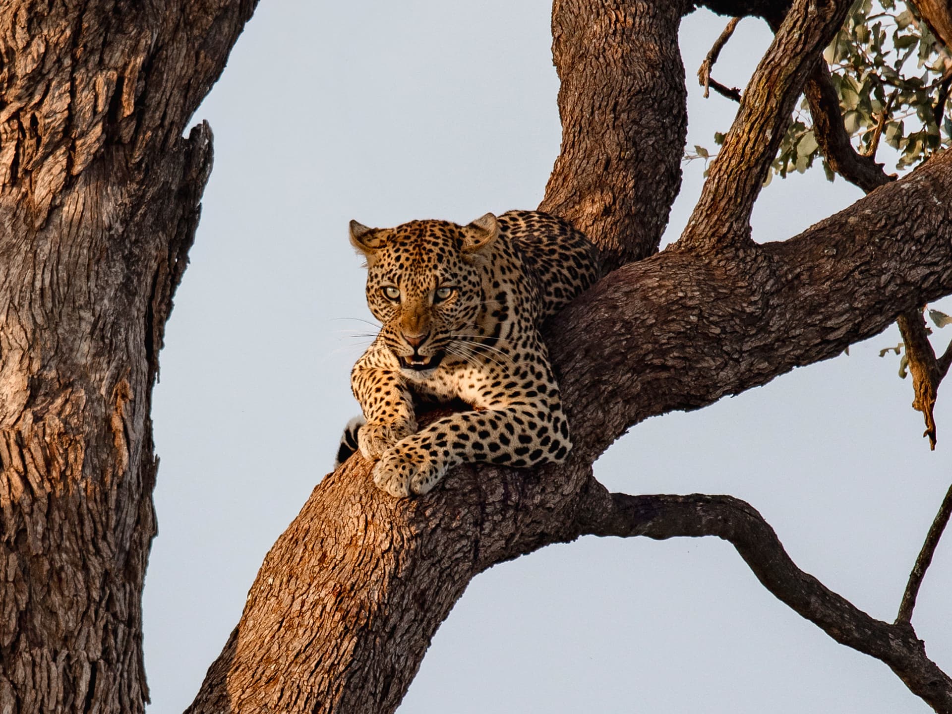 African Leopard