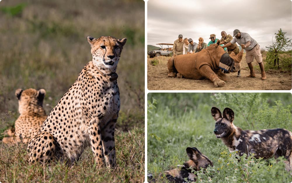 Conservation in Every Stay: How we're protecting the wild, together