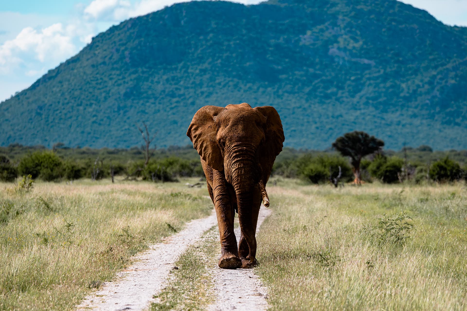 Luxury Safari Accommodation South Africa The Royal Madikwe