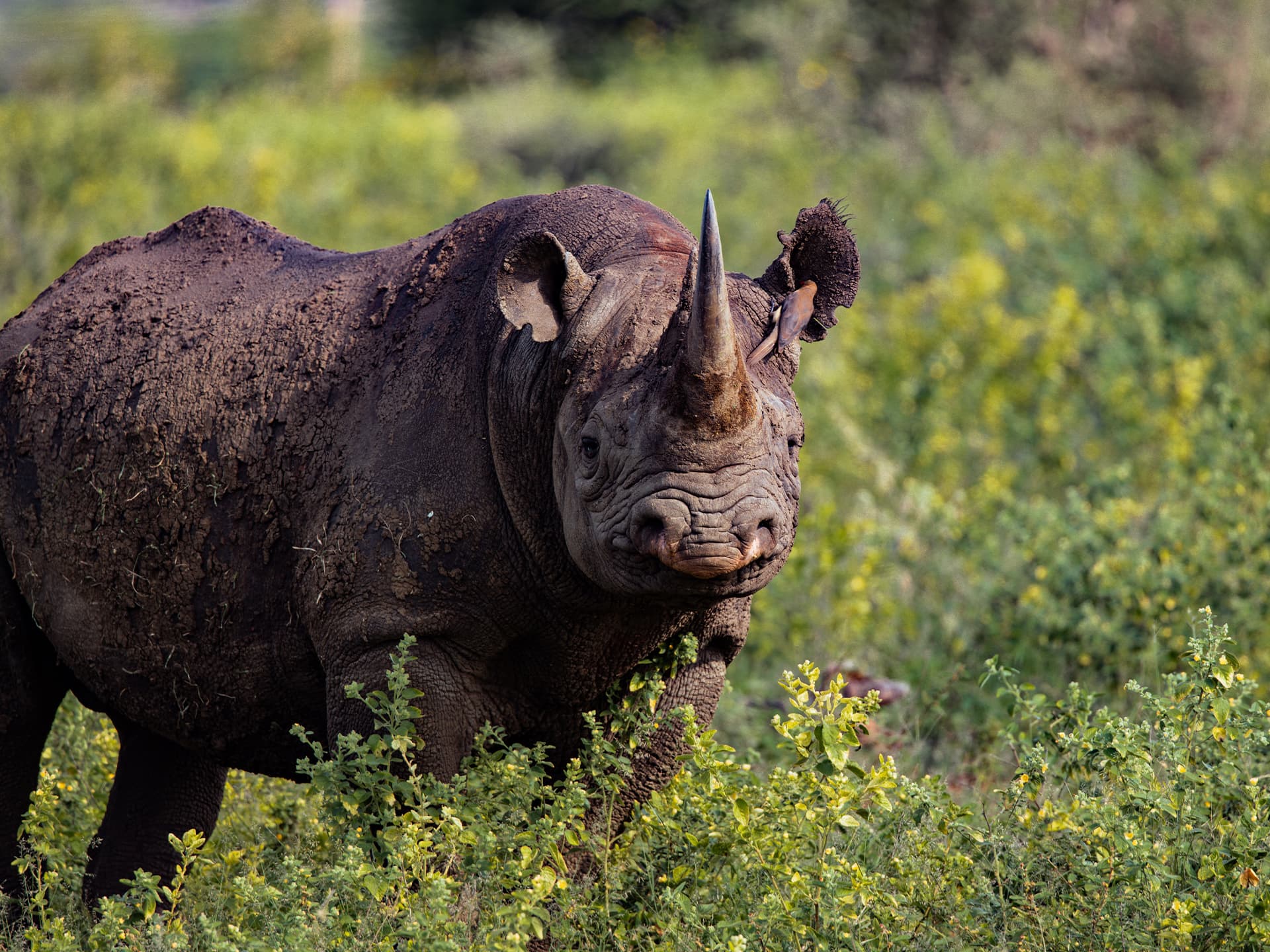 African Rhino