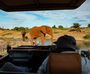 Game Drives