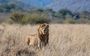 Accommodation Safari Wildlife South Africa Royal Madikwe Lodge 024