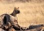 Accommodation Safari Wildlife South Africa Royal Madikwe Lodge 032