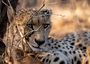 Accommodation Safari Wildlife South Africa Royal Madikwe Lodge 061