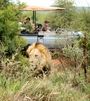 Accommodation Safari Wildlife South Africa Royal Madikwe Lodge 063