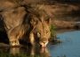 Accommodation Safari Wildlife South Africa Royal Madikwe Lodge 070