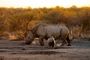 Accommodation Safari Wildlife South Africa Royal Madikwe Lodge 084