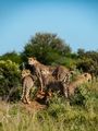 Accommodation Safari Wildlife South Africa Royal Madikwe Lodge Cheetah 17