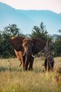 Accommodation Safari Wildlife South Africa Royal Madikwe Lodge Elephant 19