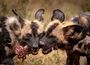 Accommodation Safari Wildlife South Africa Royal Madikwe Lodge Hyenas Feeding 44