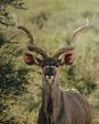 Accommodation Safari Wildlife South Africa Royal Madikwe Lodge Kudu 33