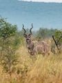 Accommodation Safari Wildlife South Africa Royal Madikwe Lodge Kudu In Bush 27