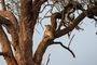 Accommodation Safari Wildlife South Africa Royal Madikwe Lodge Leopard In Tree 29