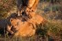 Accommodation Safari Wildlife South Africa Royal Madikwe Lodge Lion Cubs 30