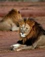Accommodation Safari Wildlife South Africa Royal Madikwe Lodge Lions Resting 42