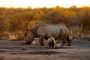 Accommodation Safari Wildlife South Africa Royal Madikwe Lodge Rhino Family 5