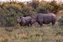 Accommodation Safari Wildlife South Africa Royal Madikwe Lodge Rhinos In Bush 13