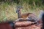 Accommodation Safari Wildlife South Africa Royal Madikwe Lodge Suni 26