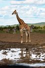 Giraffe Safari Wildlife Accommodation South Africa Royal Madikwe Lodge