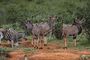 Kudu Safari Wildlife Accommodation South Africa Royal Madikwe Lodge
