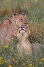 Lions Safari Wildlife Accommodation South Africa Royal Madikwe Lodge