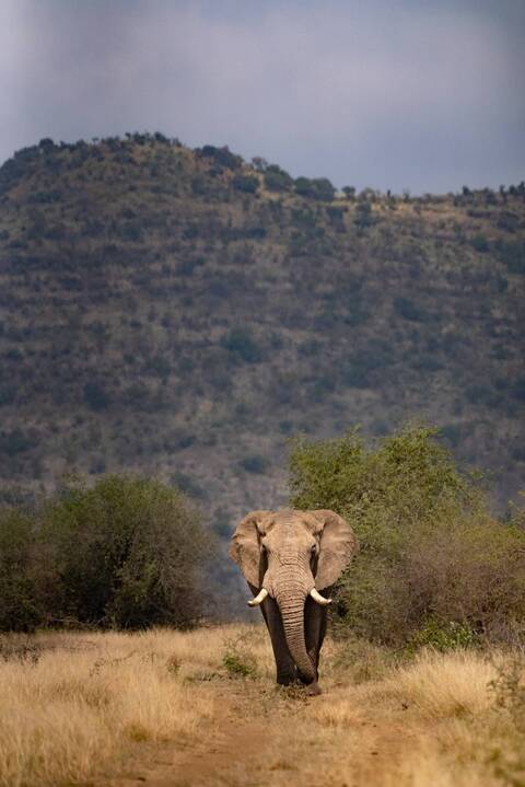 The Big 5 In Madikwe Game Reserve Part 1: The African Elephant