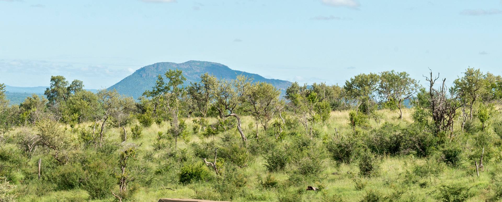 Covid Royal Madikwe Safari Accommodation Covid Royal Madikwe Safari Accommodation