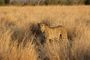 Royal Madikwe Safari Lodge Apr 2019 Cheetah