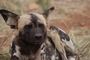 Royal Madikwe Safari Lodge Apr 2019 Wild Dog