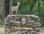 Royal Madikwe Safari Lodge May 2019 Klipspringer