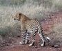 Royal Madikwe Safari Lodge May 2019 Leopard