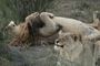 Royal Madikwe Safari Lodge May 2019 Lions