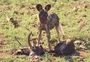 Royal Madikwe Safari Lodge May 2019 Wild Dog