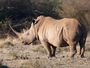 White Rhino Accommodation Safari South Africa Royal Madikwe Lodge 2