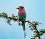 Lilac Breasted Roller Kaleidoscope Of Colours At The Royal Madikwe