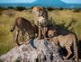 See The Worlds Most Revered Endangered Animals Royal Madikwe