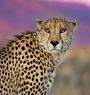 Protecting Spots International Cheetah Day In The Royal Madikwe Lodge