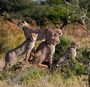 Protecting Spots International Cheetah Day The Royal Madikwe Sa