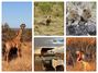 Guest Photo Collage The Royal Madikwe 2