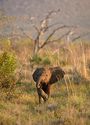 Baby Elephant Royal Madikwe Luxury Safari Lodge
